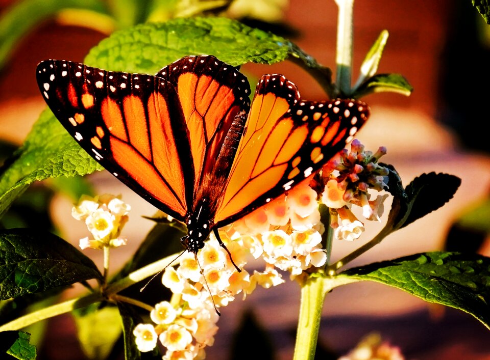 Orange wing colorful