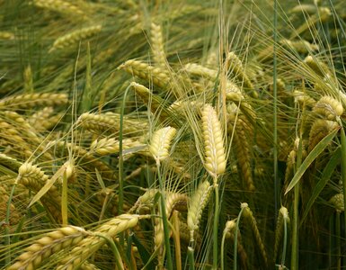 Field field crops grain photo