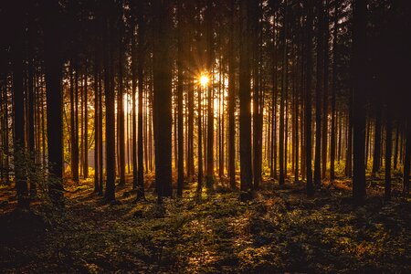 Trees woods sunlight photo