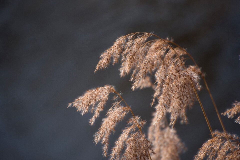 Nature landscape grasses