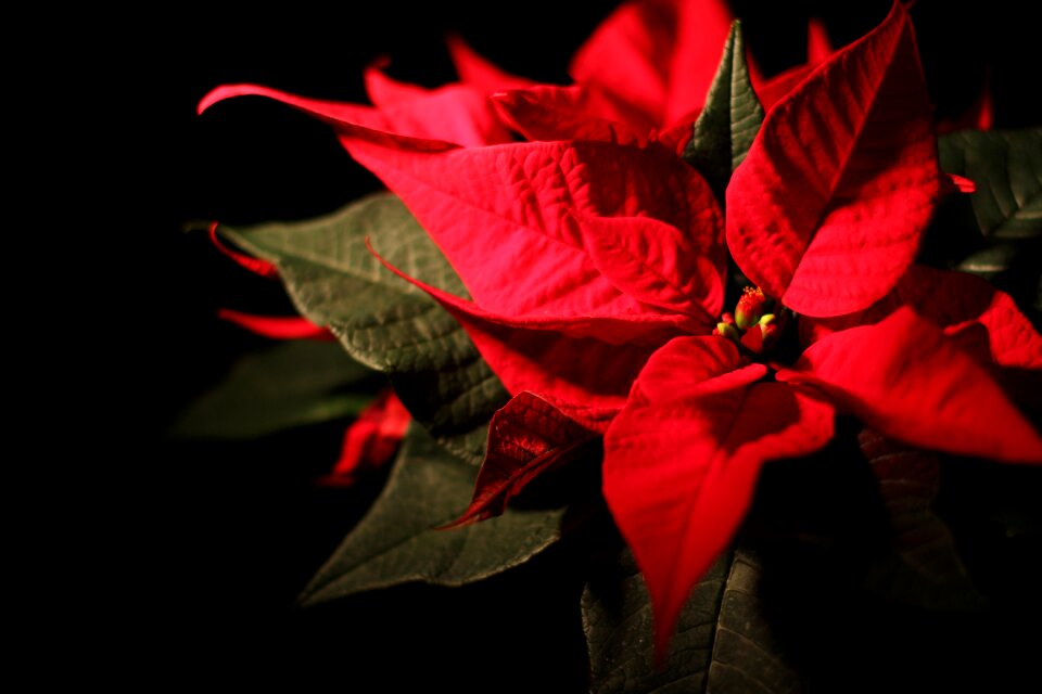 Red bethlehem advent
