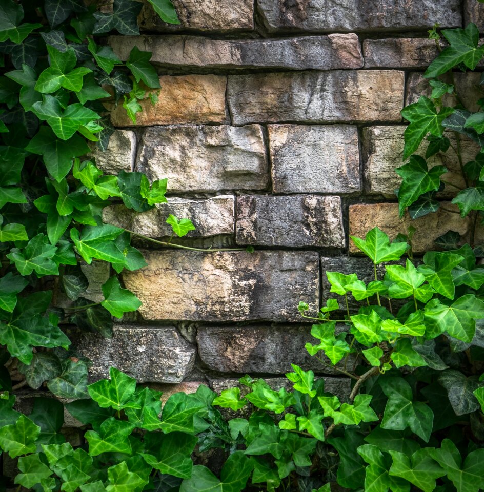 Plants hwalyeob nature