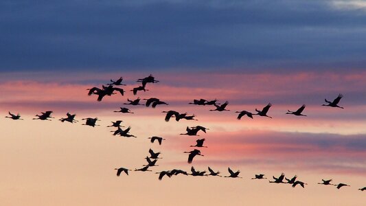 Birds sunset migratory birds photo