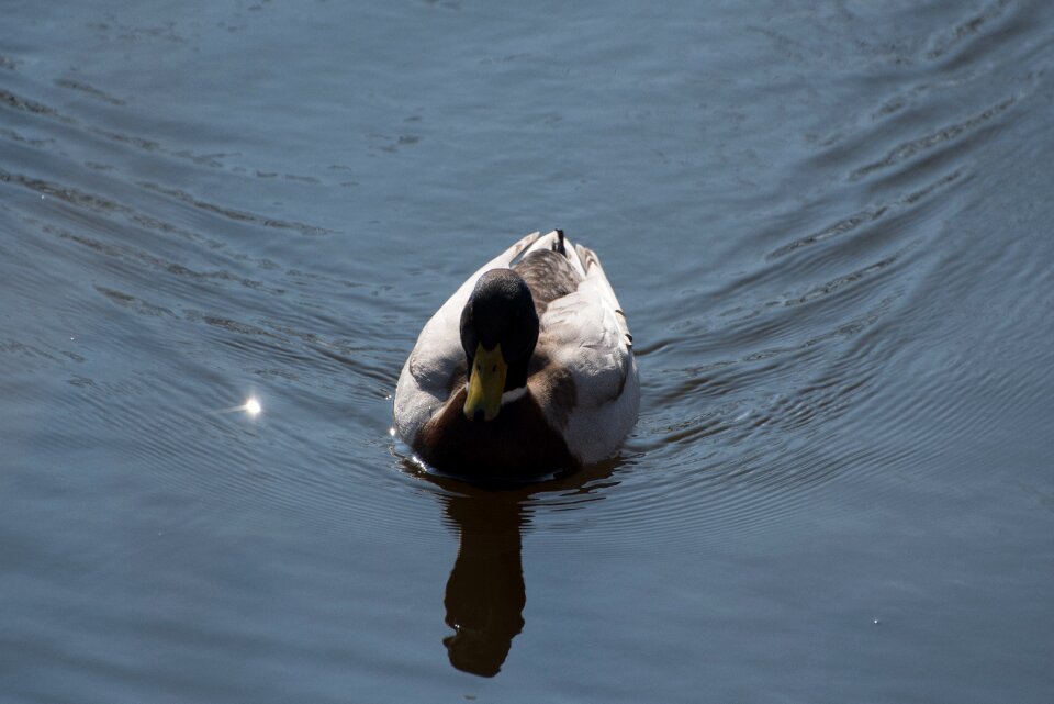 Nature animals netherlands