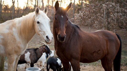 Farm horses brown horse