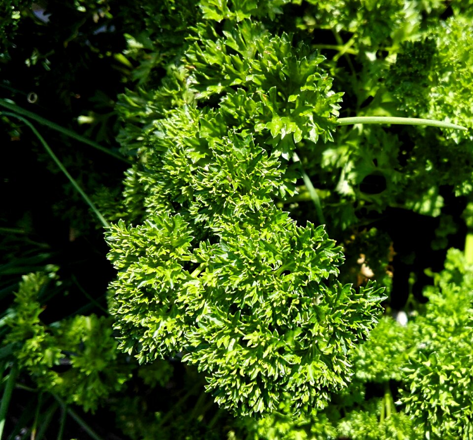 Culinary herbs food healthy