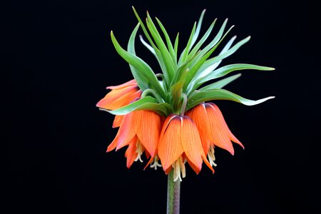 Plant nature turkey close