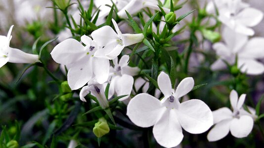 Ornament flower color white