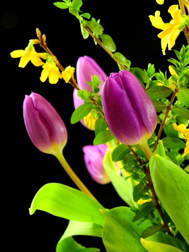 Bloom spring bloom