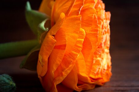 Orange flower blossom bloom photo