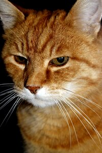 Cat pet red cat