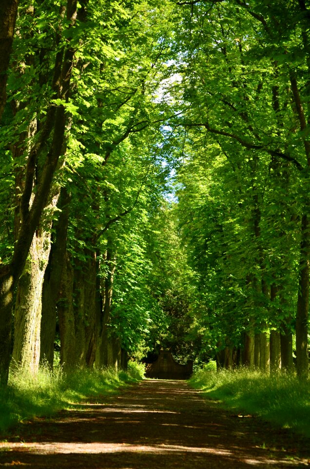 Tree lined avenue park plant