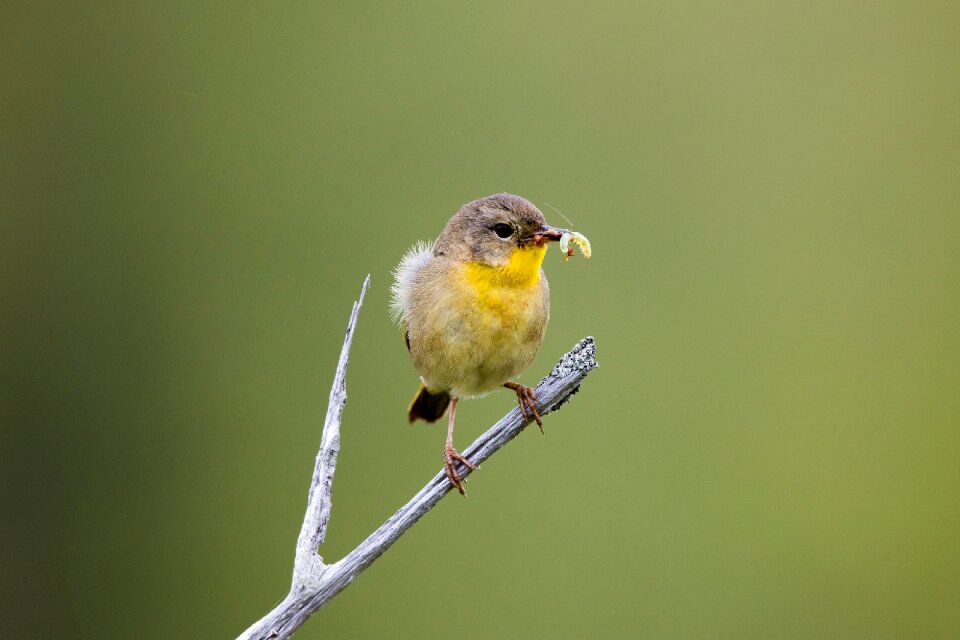 Colorful wildlife nature