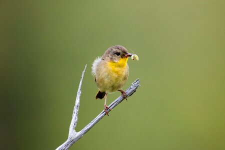 Colorful wildlife nature