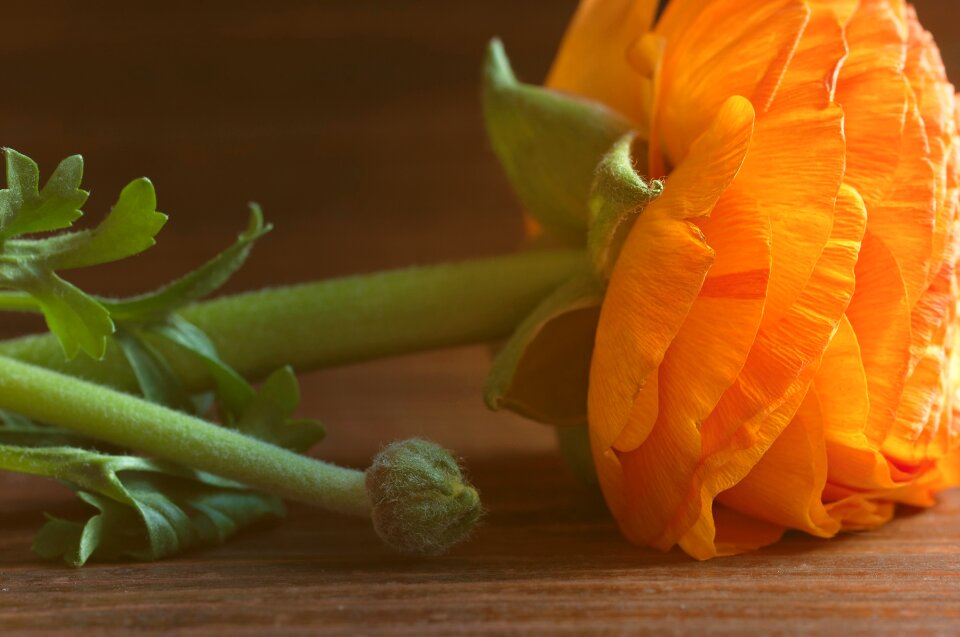 Orange flower blossom bloom