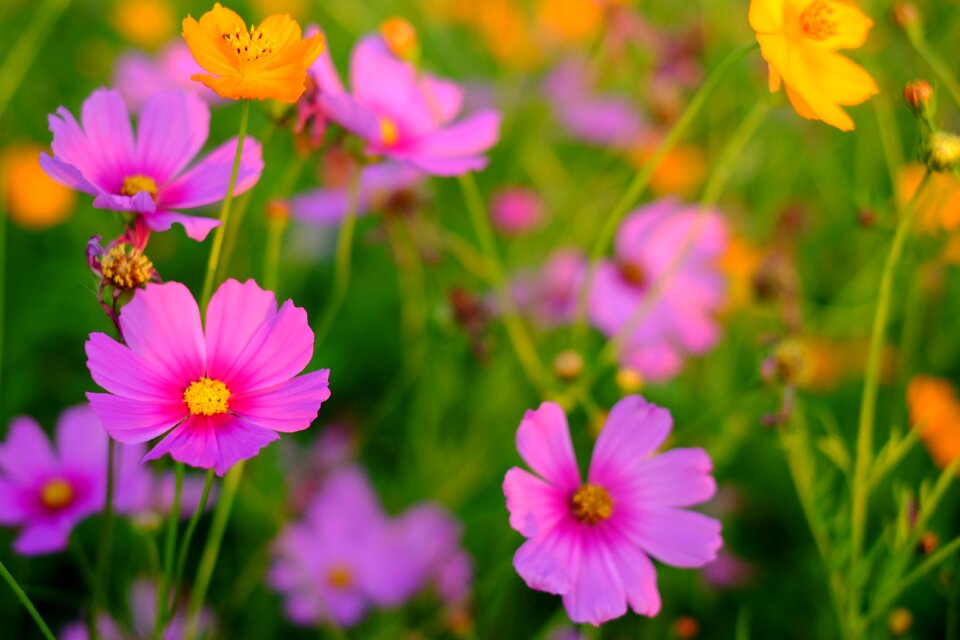 Flower cosmos fresh