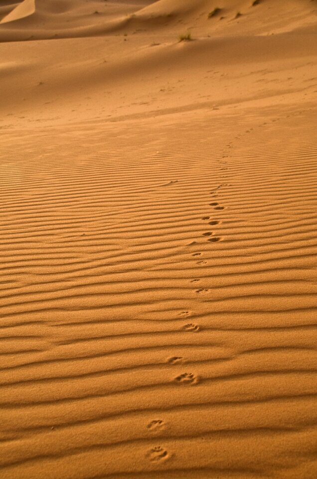Traces desert fox morocco