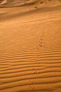 Traces desert fox morocco photo