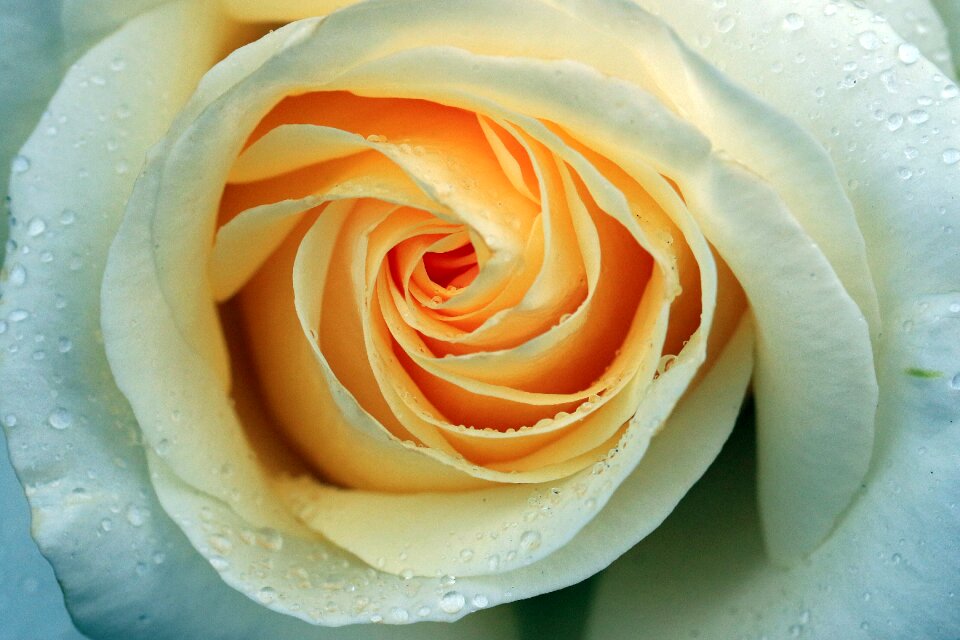 Tea rose petals rose flower