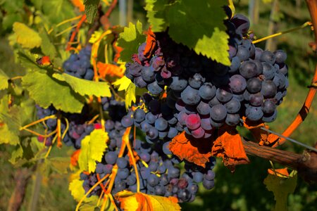 Blue grapes plant branch