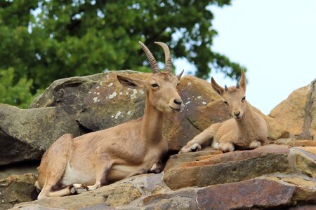 Animal world zoo berlin