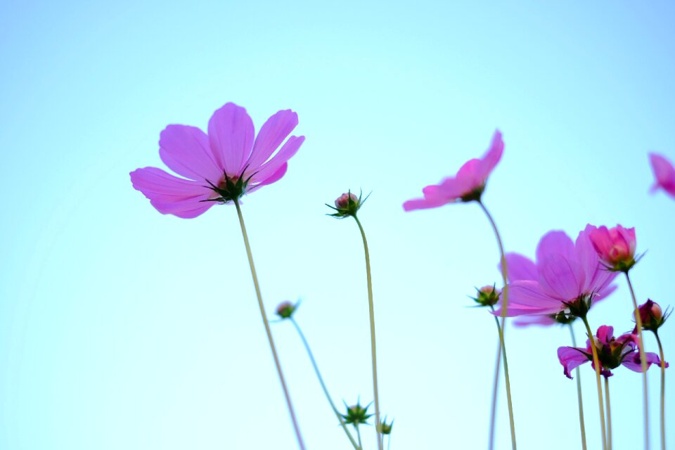 Flower cosmos fresh