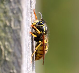 Yellow black macro