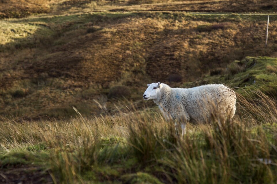 Moor highland livestock