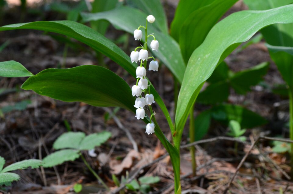 Lily of the valley convallária flower