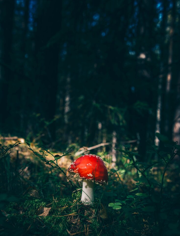 Mushroom toadstool trees