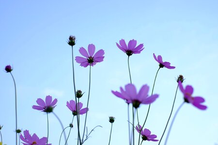 Flower cosmos fresh