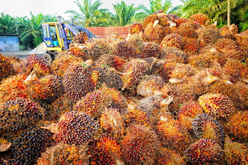 Background ripe red
