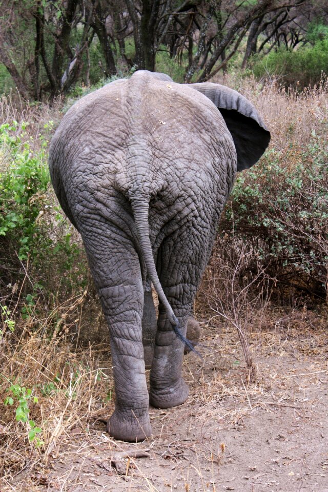 Africa animal predator