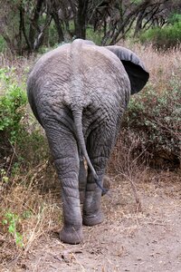 Africa animal predator