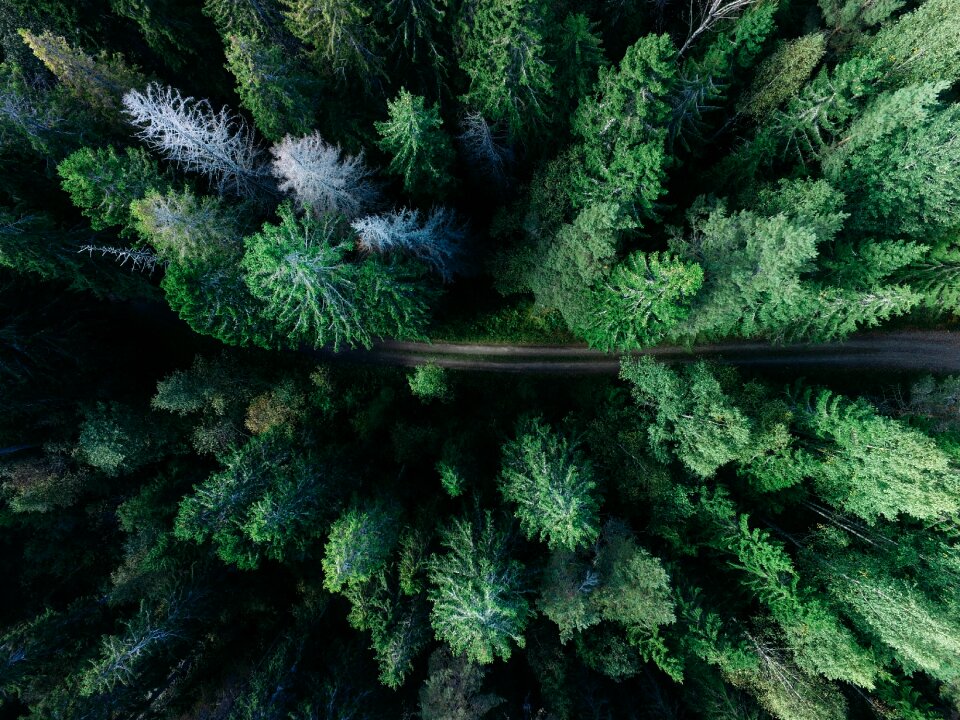 Outdoors road trees
