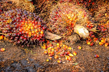 Background ripe red