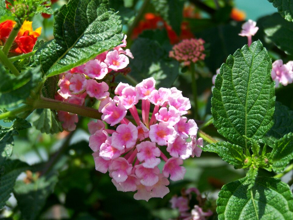 Pink pink flower purple flower