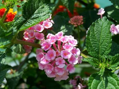 Pink pink flower purple flower