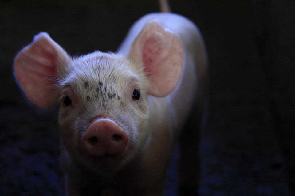 Breeding little piggy animal