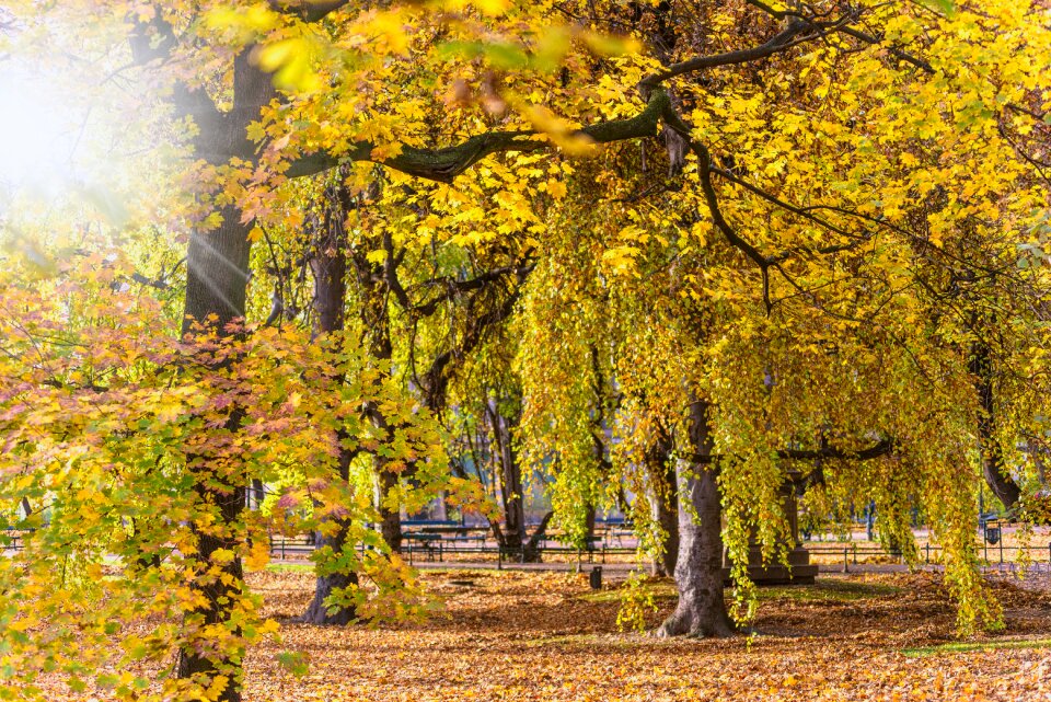 The sun foliage nature