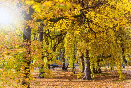The sun foliage nature