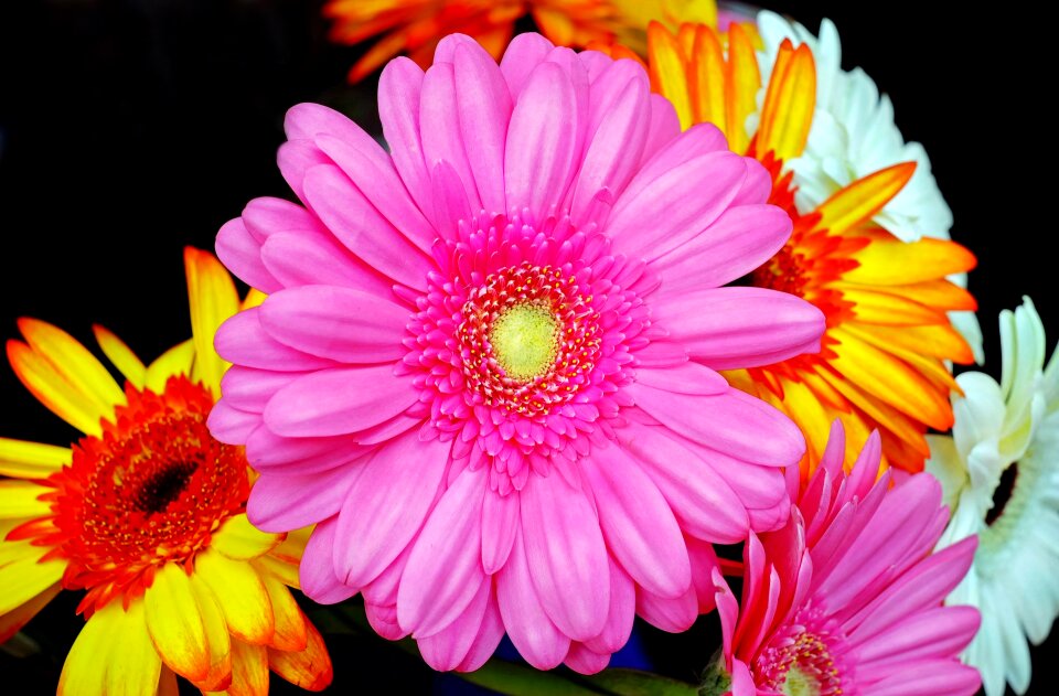 Pink flower spring