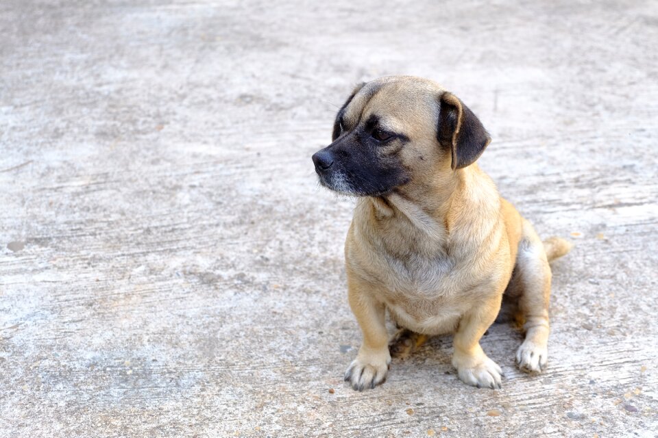 Animal pets puppy