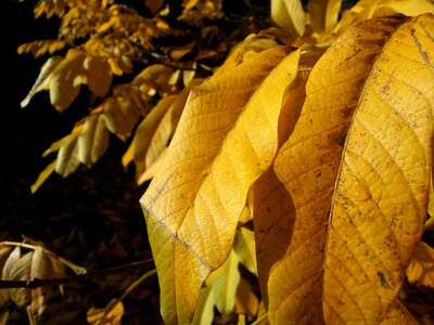 Yellow walnut plant