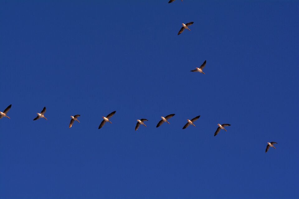Bird flight formation flight wild goose