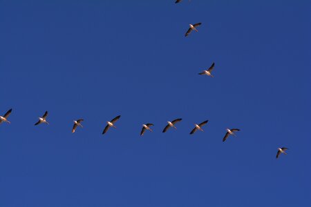 Bird flight formation flight wild goose