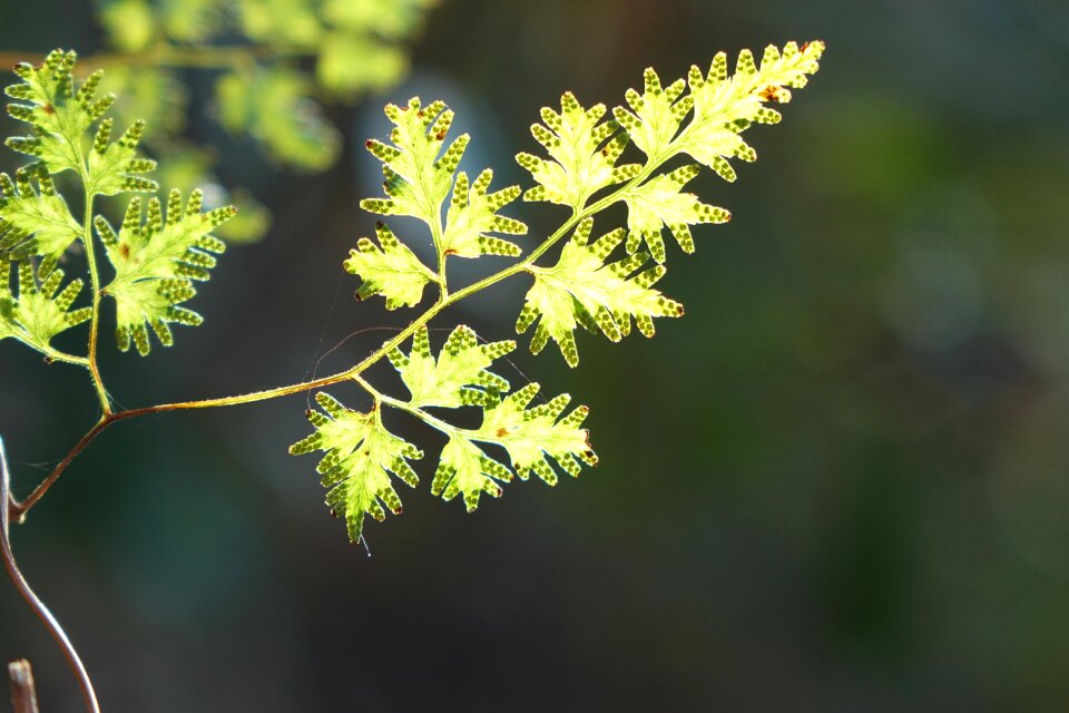 Foliage airport wild