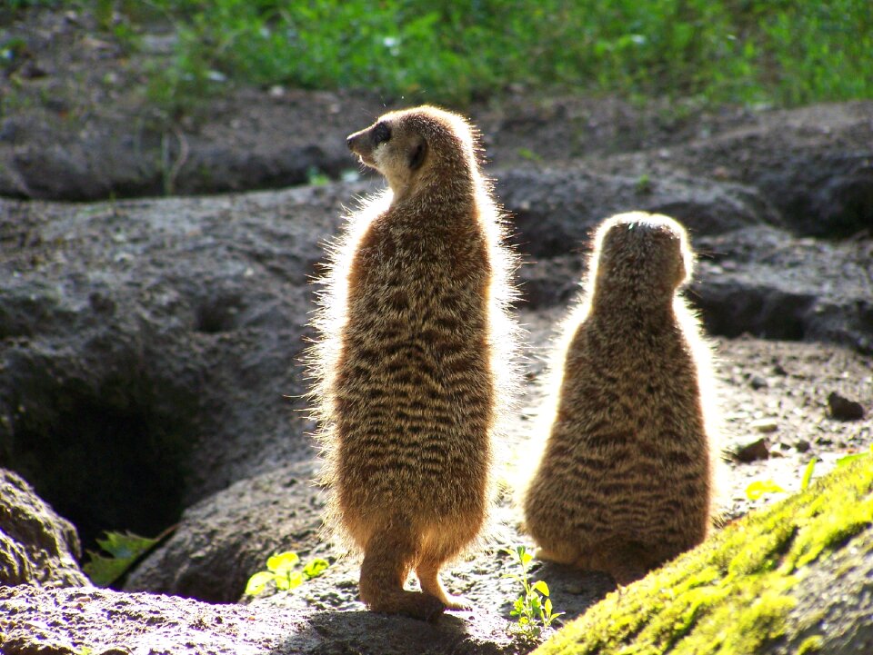 Animals zoo mammals