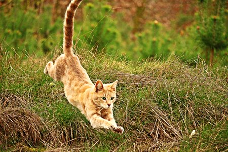 Breed cat tiger cat mieze