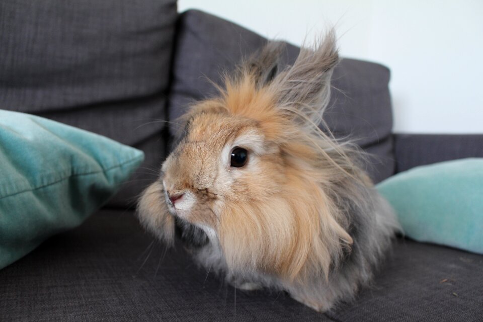 Japanese rabbit sofa rabbit domestic rabbit